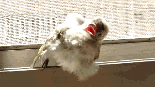 睡眠中的鸟，一定是梦游了动物gif搞笑图片