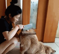 特么不敢动动物gif搞笑图片