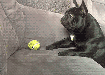 汪星人：我就不信我够不到动物gif搞笑图片