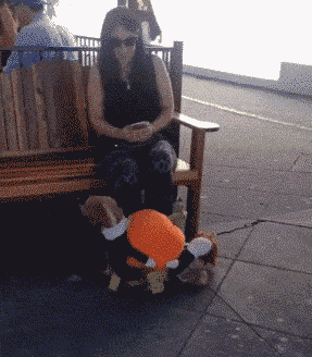 看了5分钟愣是没看出来这是个什么玩意动物gif搞笑图片