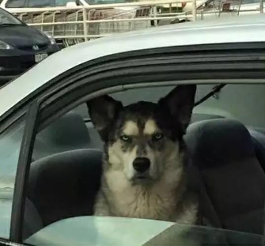 看什么看？？？动物gif搞笑图片