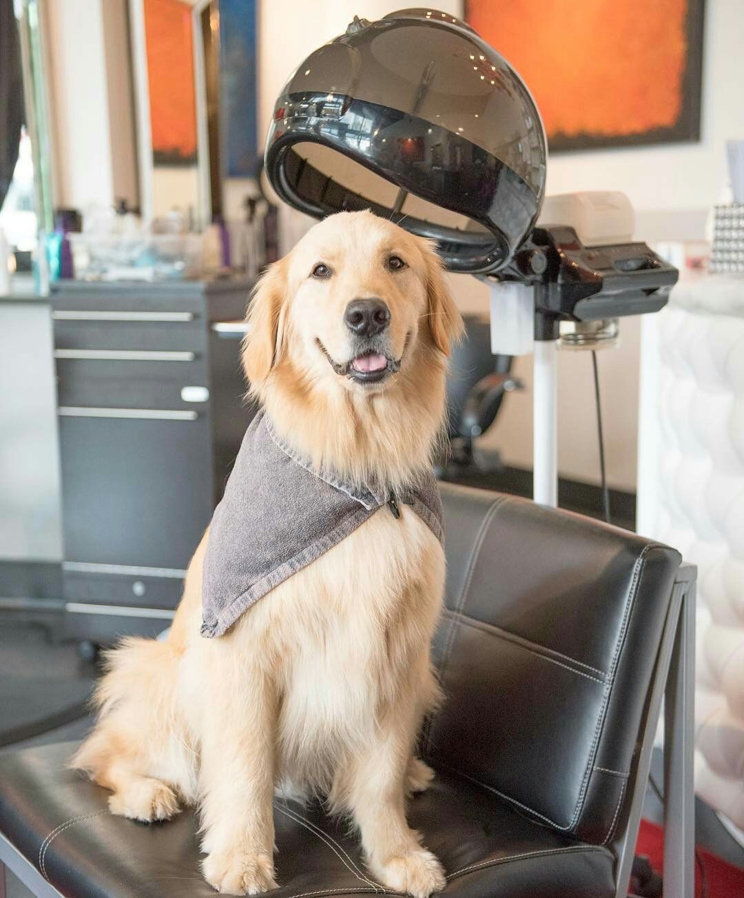 理发师，请帮我剪个最潮的发型动物gif搞笑图片