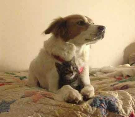 下班回来发现这俩货在很专注的看电视动物gif搞笑图片