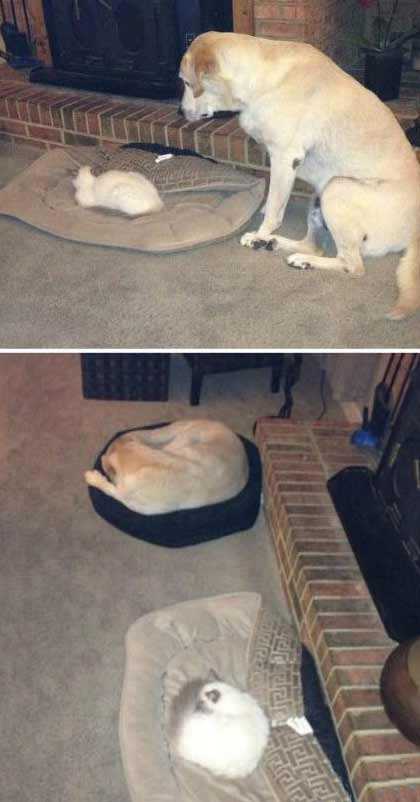 猫小喜欢睡宽床动物gif搞笑图片