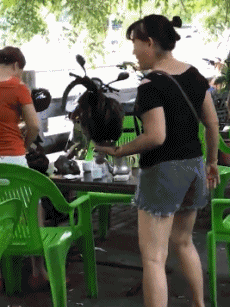 把鸡当宠物，还是只大公鸡动物gif搞笑图片