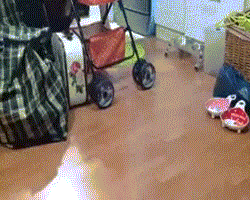 用尽全身力气去演戏动物gif搞笑图片