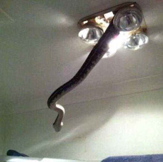 相公，浴霸修好了动物gif搞笑图片