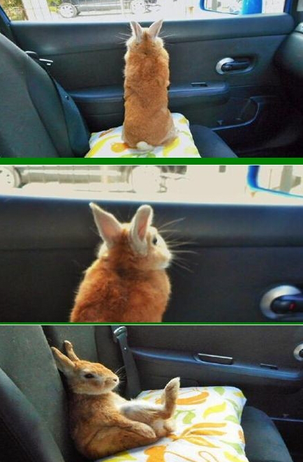 世界这么大我却看不到动物gif搞笑图片