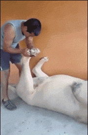 大王，这力道合适不动物gif搞笑图片