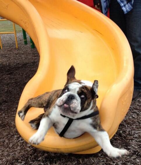 艾玛好刺激！玩个滑梯差点把尿吓出来动物gif搞笑图片