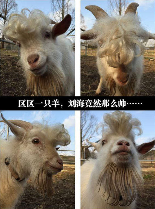 羊羊羊，为啥发型这么帅呢！动物gif搞笑图片