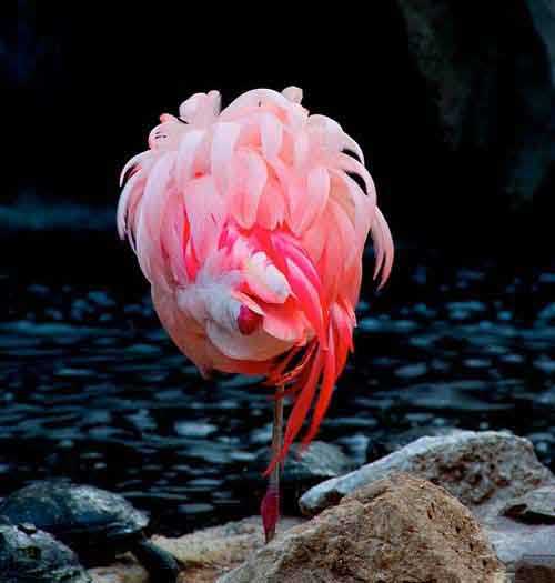 仿佛山间一朵牡丹，其实是溪前小憩的火烈鸟动物gif搞笑图片