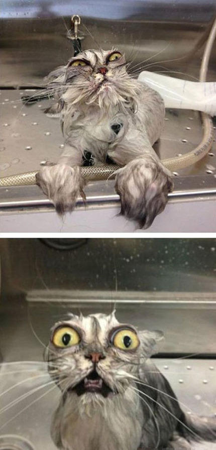 洗澡，让妖怪原形毕露。。。动物gif搞笑图片