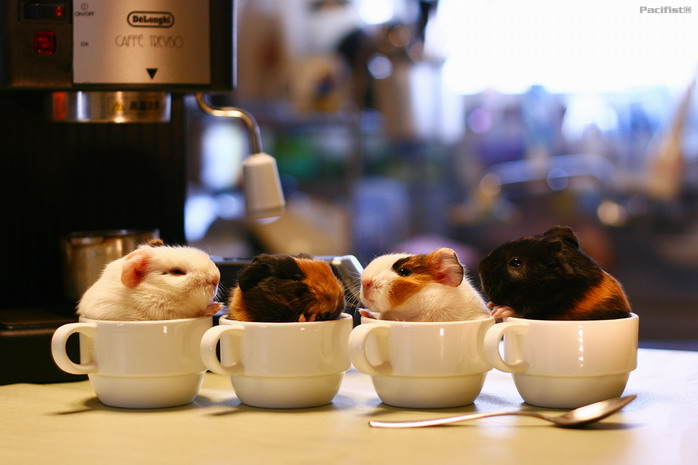 可爱的动物(组图)动物gif搞笑图片