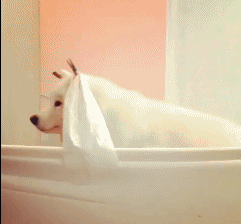 姑姑，过儿动物gif搞笑图片