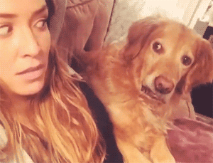 没有按时给汪星人喂食，感觉到了浓浓的杀气动物gif搞笑图片