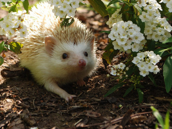 刺猬也这么萌啊动物gif搞笑图片