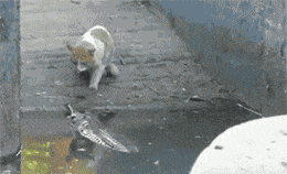 出息是吧，见了本大王还敢牛动物gif搞笑图片