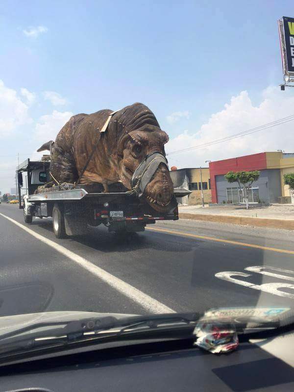 谁肯救我，我就说出宝藏的秘密动物gif搞笑图片