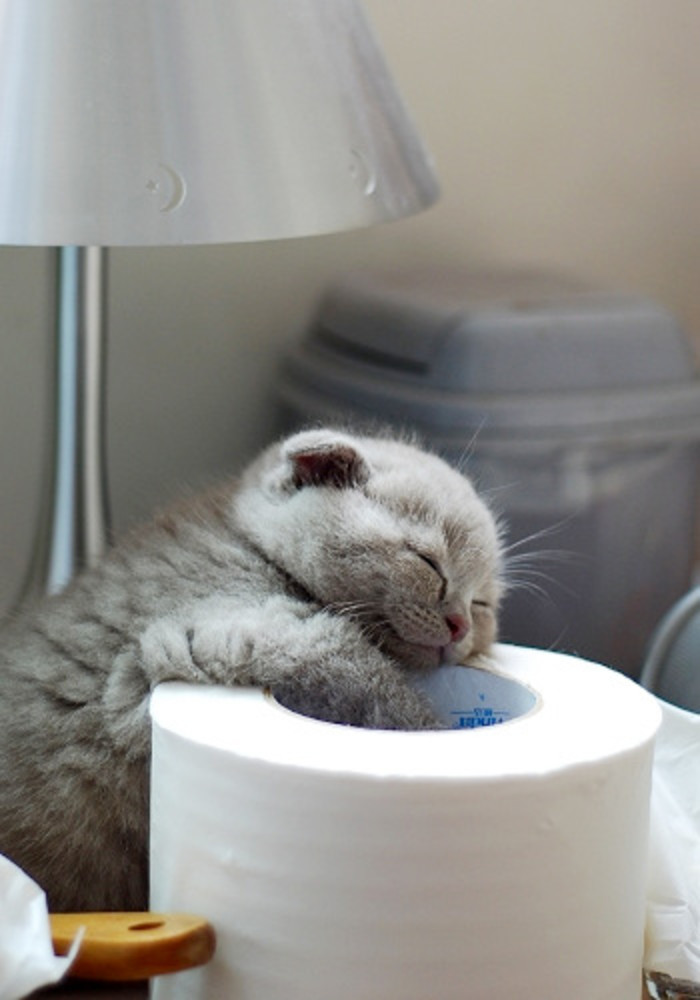 在哪儿趴着就在那儿睡一觉动物gif搞笑图片