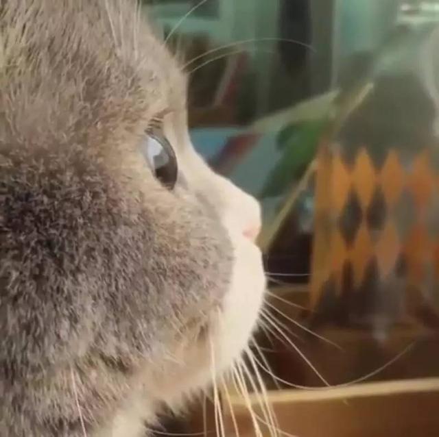 据说脸蛋这样凸起的就会显得比较可爱动物gif搞笑图片