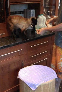 从今天起，你没资格给朕铲屎了动物gif搞笑图片