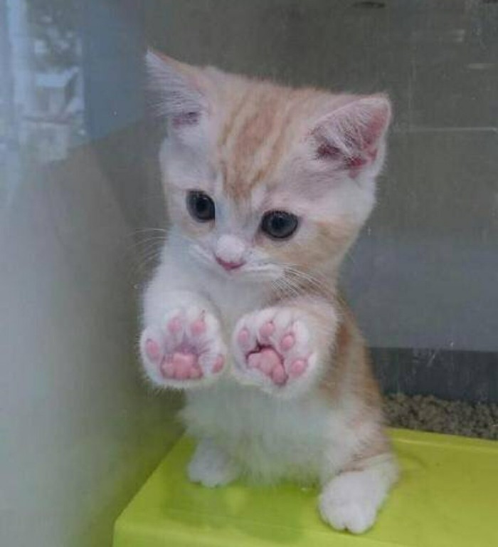 可爱滴猫咪 萌的我一脸血啊动物gif搞笑图片