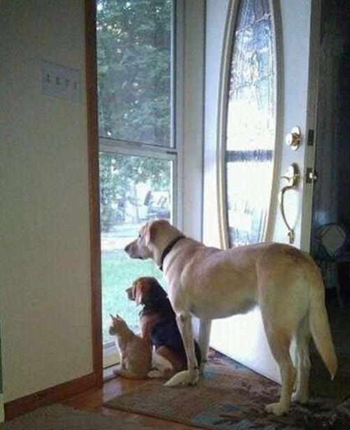 主人还不回来，好饿动物gif搞笑图片