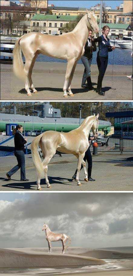 我的天！！！汗血宝马，美爆了！动物gif搞笑图片