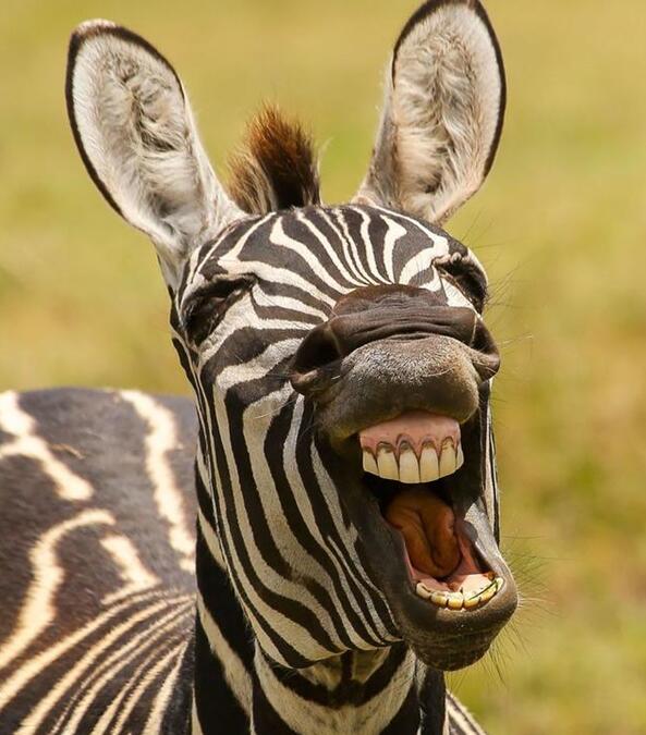 哈哈哈哈哈！动物gif搞笑图片