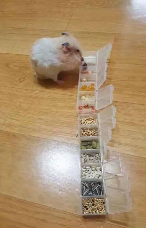 自助餐的接着呀动物gif搞笑图片