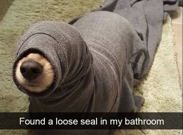 确定这不是一只海豹？动物gif搞笑图片