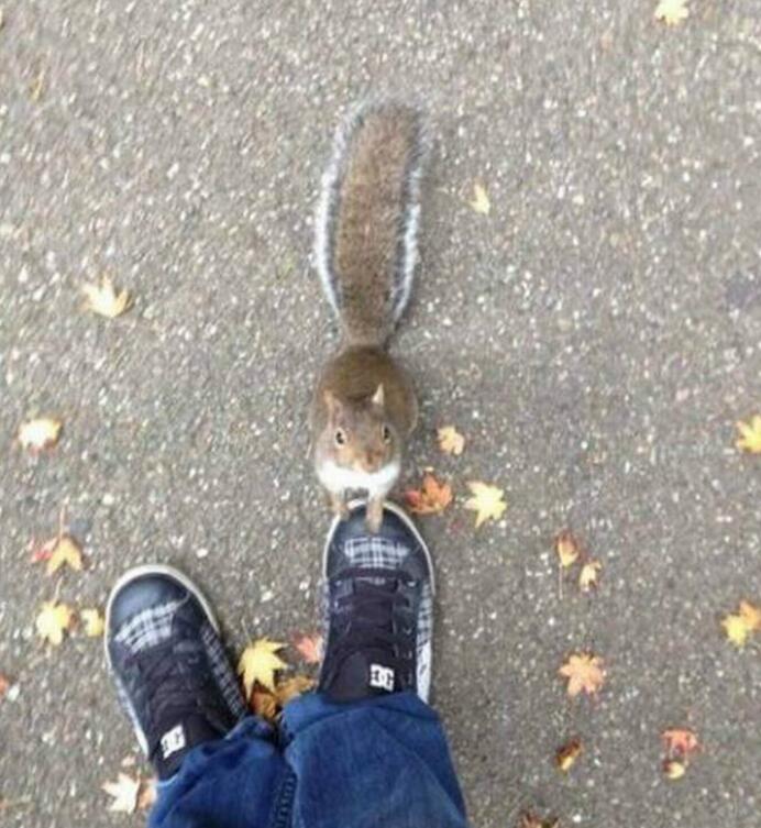 人类，你渴望力量吗？动物gif搞笑图片