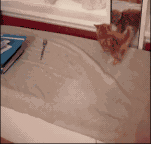 要不要告诉他真相？动物gif搞笑图片