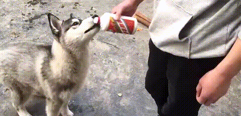 二哈：好酒好酒动物gif搞笑图片