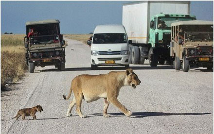 小狮子突然出现在马路上动物gif搞笑图片