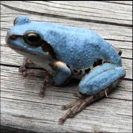 蓝色青蛙你见过没？动物gif搞笑图片