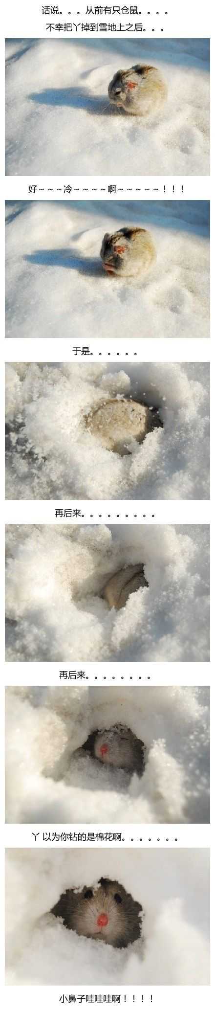从前有只仓鼠，不小心把丫掉雪地上之后动物gif搞笑图片