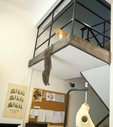 你真的不救一下我吗？动物gif搞笑图片