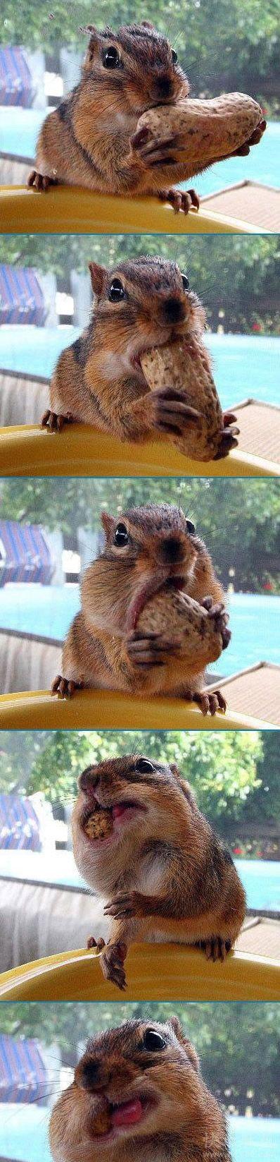 可爱松鼠吃花生动物gif搞笑图片