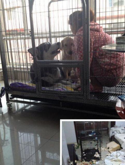 谁先承认是谁干的，我就不罚它动物gif搞笑图片