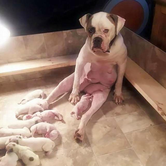 光荣的狗妈妈动物gif搞笑图片