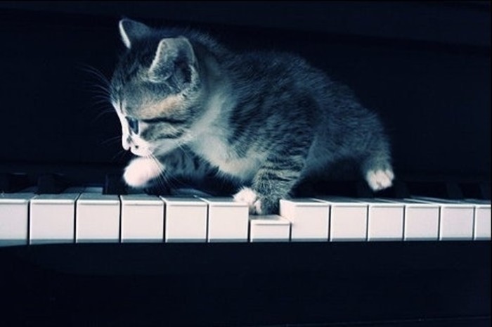 我也会弹钢琴动物gif搞笑图片