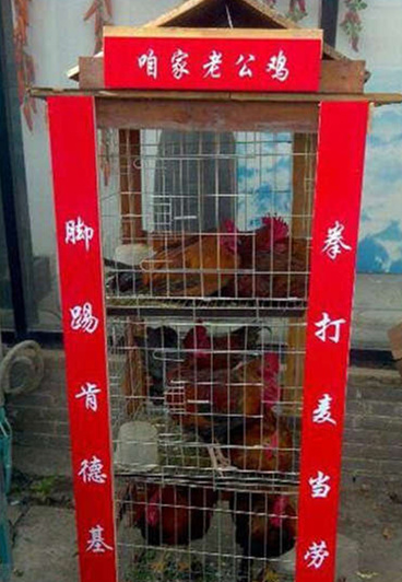 饭店门口的公鸡笼动物gif搞笑图片