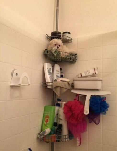 我们家的浴花长得有点像小狗没错啦，但是挤一挤，泡泡超多哦动物gif搞笑图片