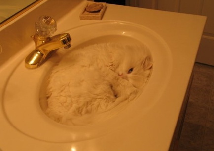 嘻嘻，你不是肥皂沫，你的眼神深深地出卖了你动物gif搞笑图片