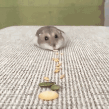 吸尘器动物gif搞笑图片