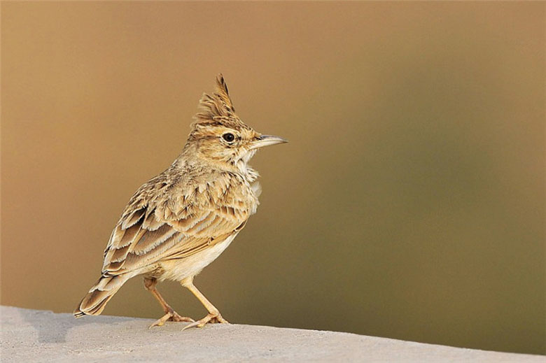 超好看的新疆百灵鸟高清大图动物gif搞笑图片