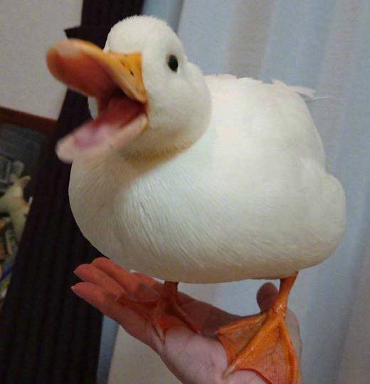 这么可爱的宠物鸭,谁不想拥有呢动物gif搞笑图片