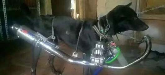 坑爹的铲屎官,怎么可以这样对待狗子动物gif搞笑图片